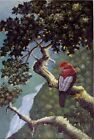 animal oiseau tableau peinture huile sur toile sign&#233;e  / animal bird oil paintin