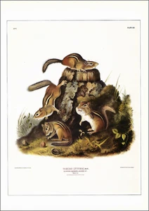 1990 Vintage Print Eastern CHIPMUNK Chiping Squirrel Hackee Audubon 19th Century - Picture 1 of 3