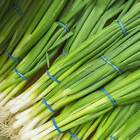 Evergreen White Bunching Onion Seeds, Scallions, NON-GMO, Heirlom, FREE SHIPPING