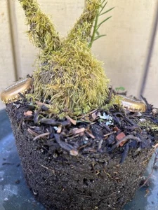 Coast Redwood XL Burl Pre-Bonsai Tree Very Active•Expose Roots Under Moss+Rwd - Picture 1 of 13