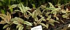 Calathea Majestica White Star | Established Indoor Plant.