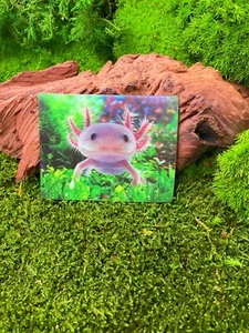 Axolotl mexikanischer Schwanzlurch 9x7cm 3D Kühlschrankmagnet Magnet Karte Bild - Picture 1 of 2