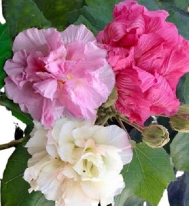 Hibiscus mutabilis color changing flower 15 seeds - Picture 1 of 1