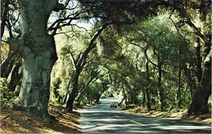 Old Live Oak Trees Fallbrooks Live Oak Park Cal Postcard Unposted - Picture 1 of 2