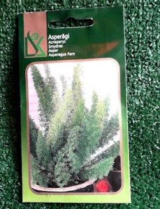 ASPARAGUS DENSIFLORUS FERN 10 SEEDS PERENIAL BUY NOW - Picture 1 of 5