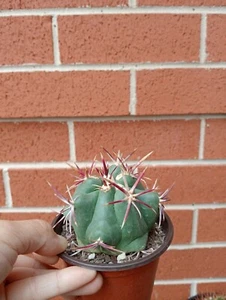 LSN. Thelocactus heterochromus - Picture 1 of 3