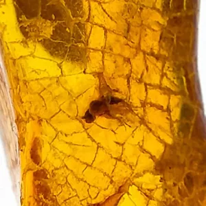 Fly in Amber polished gemstone w/ natural trapped insect fossil inclusion 13.8ct - Bild 1 von 8
