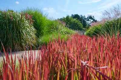 Imperata cylindrica 'Red Baron' / Japanisches Blutgras im Container - Bild 1 von 4