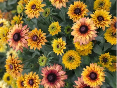 Rudbeckia Hirta Sahara / Gloriosa Daisy, Healthy Starter, Multicolor Flower - Image 1 of 2