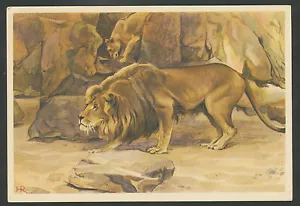 Verkade's Album "Dierenleven in Artis" E Loerende Abessinische Leeuw - Bild 1 von 2