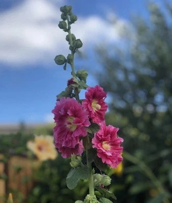 Hollyhock RADIANT ROSE PINK 100 Seeds Alcea Rosea Flower Garden Spring - Image 1 of 2