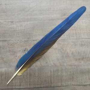 Blue And Gold Macaw feather tail 14 3/4” Peyote Craft Fishing - Picture 1 of 5