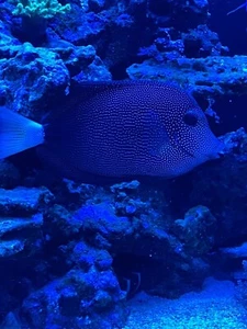 9” Show Size Gem Tang WYSIWYG Live Saltwater Fish - Picture 1 of 8