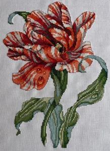 Tulipano pappagallo a righe completo punto croce su panno quacchero bianco antico 28 ct - Foto 1 di 4