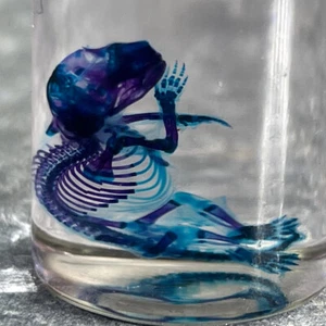 Specimen Wet Small Bat Diaphonisée - Cabinet Of Curiosities No. 4 - Bild 1 von 10