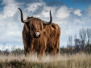 Highland Cow Farm Rustic Cattle Cowboy High Quality Canvas/Photo Paper PA17 - Picture 1 of 6