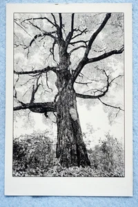 Maple Tree - Western MA - Tom Zetterstrom - Postcard - Picture 1 of 2