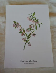 VTG 12” x 8 3/4” Art Print of Pineland Blueberry Vaccinium Tenellum Cream Paper - Picture 1 of 4