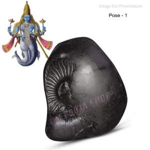 Matsya Narayan Shaligram Shila Fish avatar Matsya shaligram Ompoojashop - Picture 1 of 5