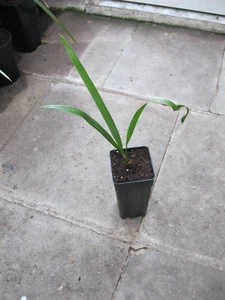 Kanarische Dattelpalme - Phoenix Canariensis - Bild 1 von 1