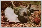 60S White Tail Squirrel, Kaibab Natl Forest, Arizona Postcard Lc9-469