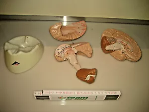 3B Scientific 3D - 4D zerlegbar Model Menschliche Anatomie Gehirn Lebensgross - Picture 1 of 4