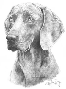 Weimaraner Large Superb Quality Giclee Print by Mike Sibley, Collectable - Picture 1 of 3