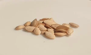 20 graines - COLOQUINTE ou Potiron Décoratif - Citrullus colocynthis - Imagen 1 de 1