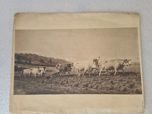 Photographie ancienne platine du labourage du Nivernais Rosa Bonheur 1822-1899 - Photo 1/24