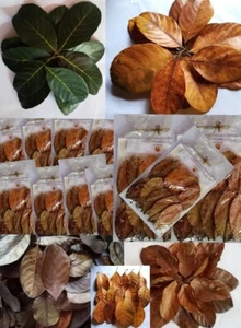 100% organic dried jackfruit leaves kataha 150pcs aquarium shrimp biofilm fish  - Picture 1 of 2