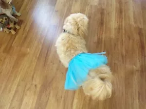 pet dog tulle tutu skirt, blue, Medium**(read details for size) - Picture 1 of 5