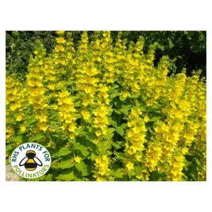 YELLOW LOOSESTRIFE PERENNIAL FLOWER SEEDS LYSIMACHIA PUNCTATA - Picture 1 of 3