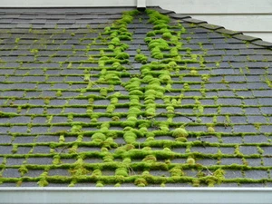 Oasis Moss Killer (roof / patio / hard surface) fast acting formula NEW - Picture 1 of 6