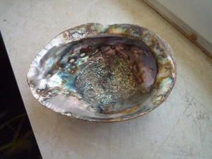 Große Abalone Muschel 16,5 x 13 cm Meerohr , Seeohr ( Haliotis ) Perlmutt - Bild 1 von 5