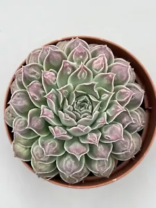 Echeveria Hyalina Carunculata Vaso 10,5, Sfumature Viola Foglia Sfrangiata - Foto 1 di 4