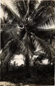PC FOTO DE PALMERA REAL SINGAPUR (a1488) - Imagen 1 de 2