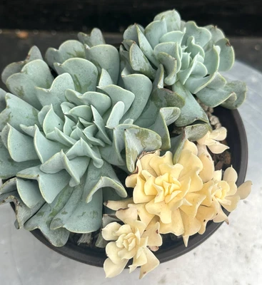 Importado Suculento Planta Viva Regalo Raro Suculento Echeveria Topsy Turvy #50 Foto 1 de 3