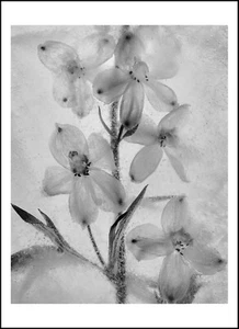 Ryuijie 2005 Ice Form #51 - 11"X14" Fotografía Original Gelatina-Plata Firmada - Imagen 1 de 2