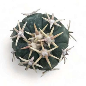 Echinocactus Horizonthalonius Sirotoge Suiheimaru Grafted PØT 8 cm - Foto 1 di 1