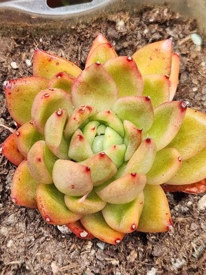 3 Rooted Echeveria Succulents 1 Agavoides Scarlet Peony 1 PVN 1 Pink Lola - Image 1 of 3