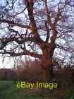 Photo 6X4 Oak Hearsall Common Coventry An Oak Tree In The Hedge Between C2008