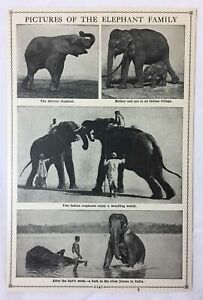 1927 book leaf print ~ PICTURES OF THE ELEPHANT FAMILY