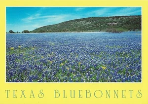 Postcard TEXAS Bluebonnets State Flower Unused NrMINT - Picture 1 of 1