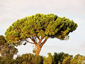 5 Pine Nut ITALIAN STONE PINE Pinus Pinea Umbrella Tree Seeds - Picture 1 of 16