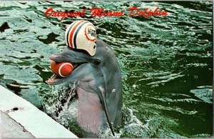 Miami Dolphins Football Miami Seaquarium FL mascotte cartolina d'epoca JA4 - Foto 1 di 2