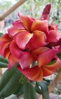 Rare Plumeria Solaire, limited ,1 cutting, no roots- imported, 3-5"