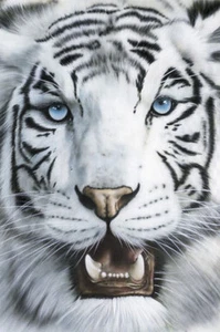 POSTER Tigre Blanco 24x36 - Picture 1 of 1