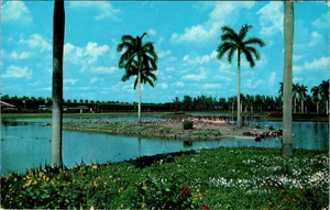 Vintage Postcard-Hialeah Florida, Race Course Infield Lake, Flamingo Island - Picture 1 of 2