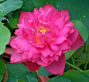 ✅ Lotus Flower Lotus Aquatic Plants Water Seed water lily colorful seeds LS17-03