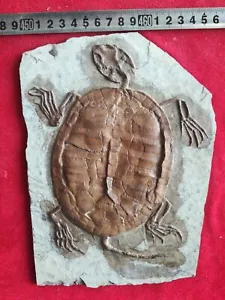 Fósil de Tortuga Real Raro Chino Mejor Triásico Keichousaurus Colección 1515 - Imagen 1 de 6
